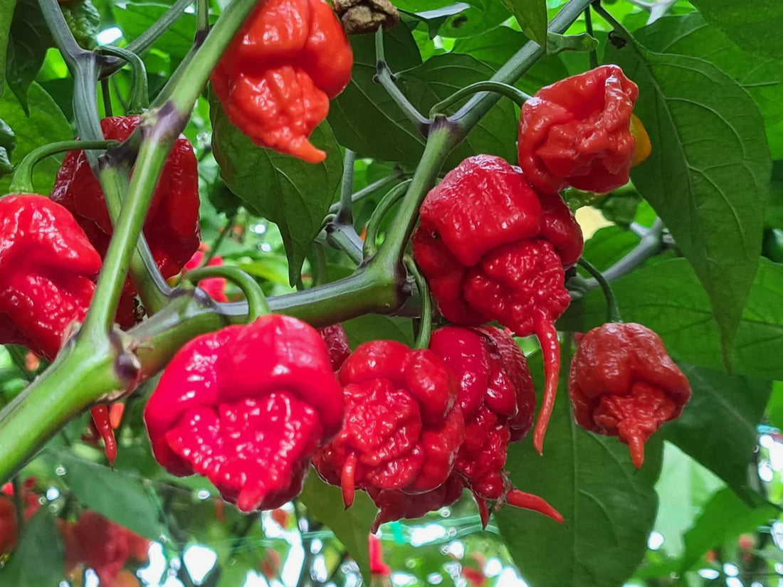 Le piment Carolina Reaper