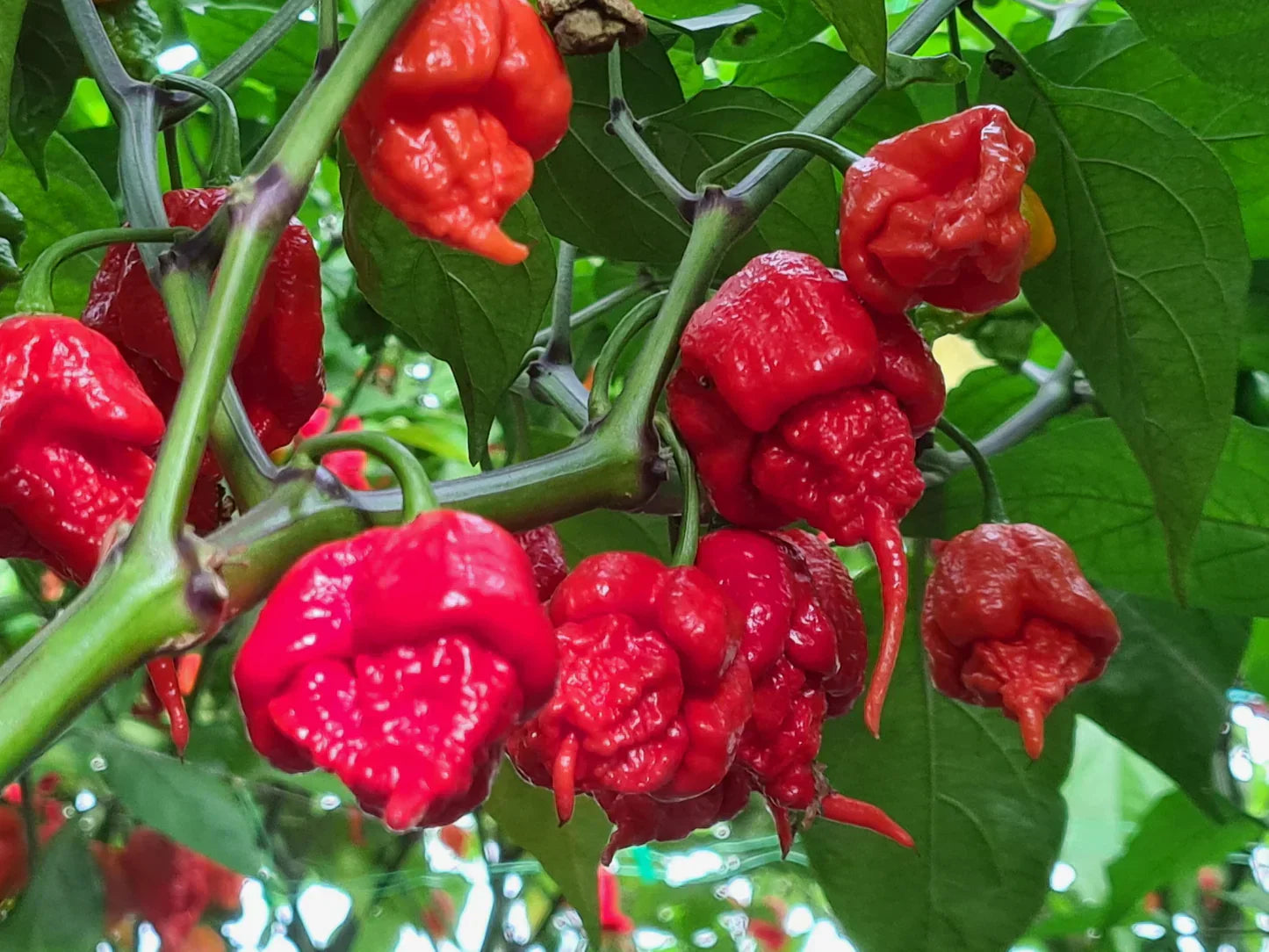Le piment Carolina Reaper