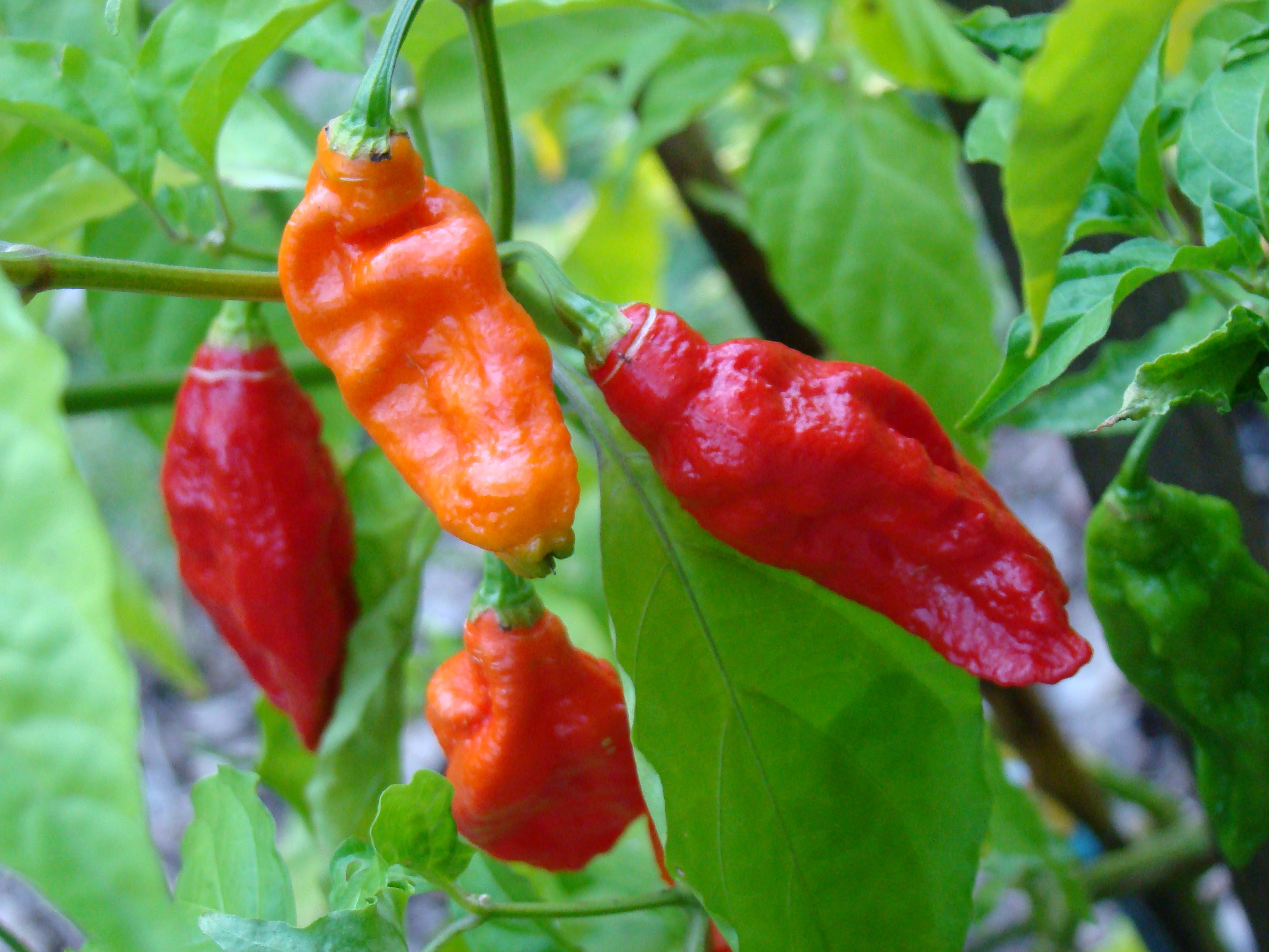 Le piment Bhut Jolokia (Ghost Pepper)