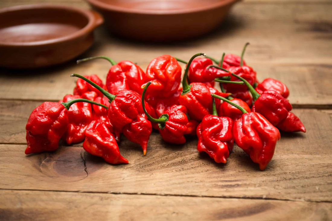 Le piment Trinidad Scorpion