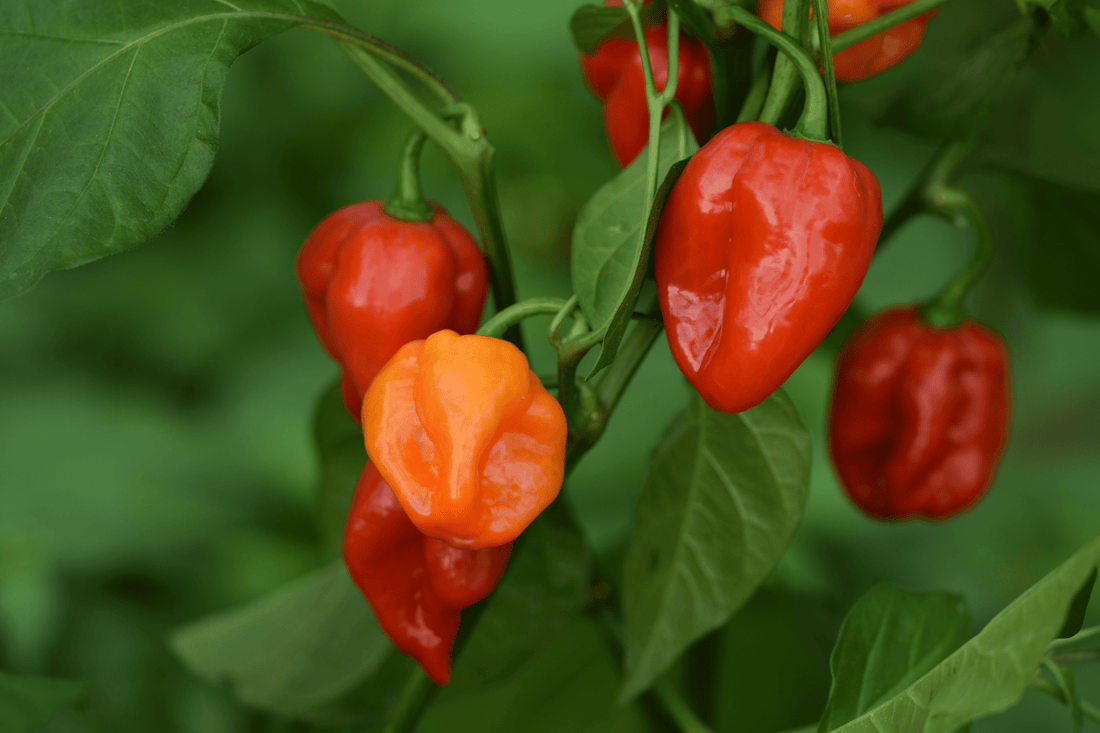 Le piment Habanero