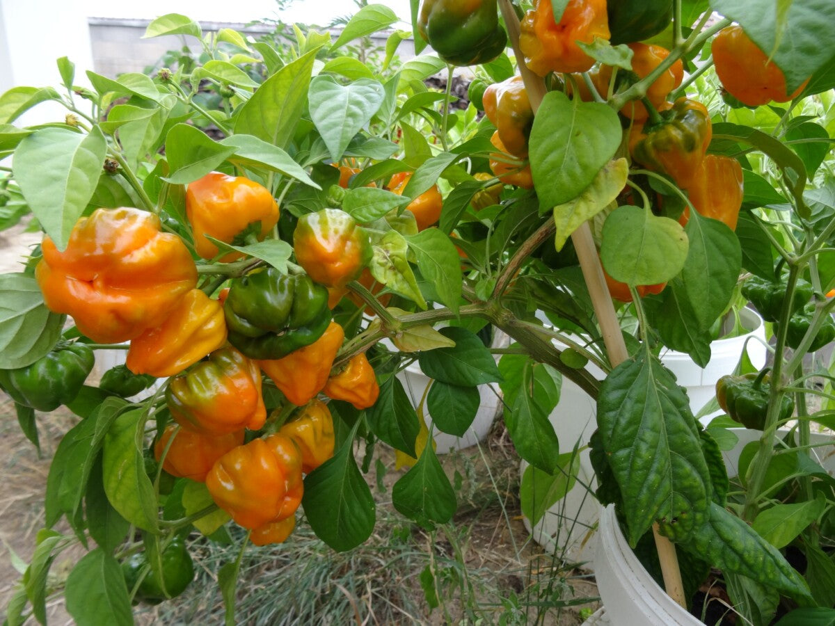 Le piment Scotch Bonnet